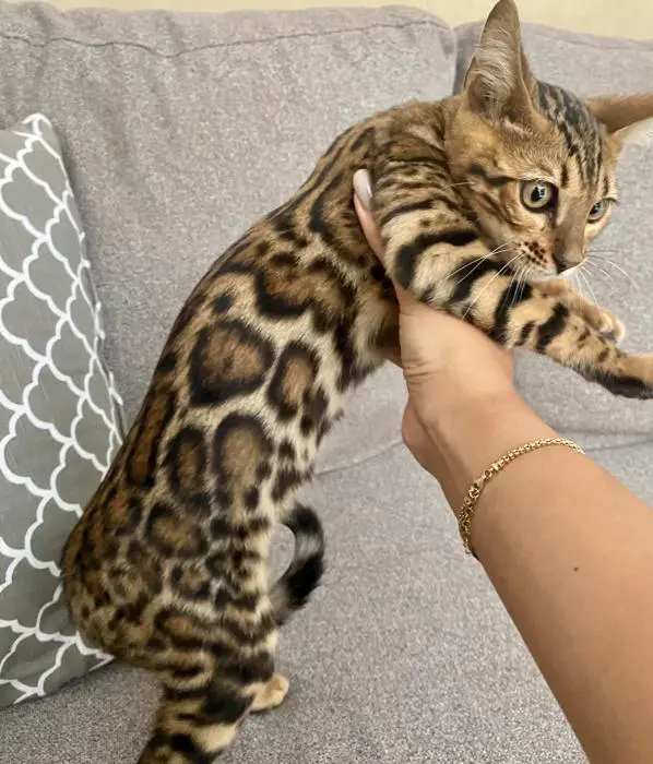 Chaton Bengal avec pedigree