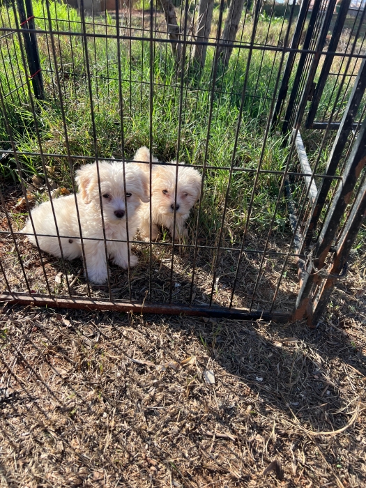 Bichon Havanais 🎊