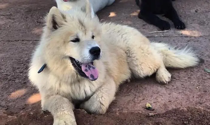 Je mets mon chien chawchaw chawski à bien santé