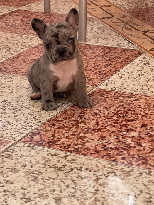 bulldog francais exotique