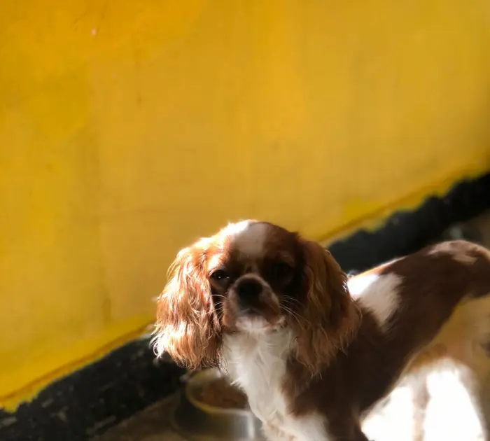 Femelle Cavalier King Charles bicolore