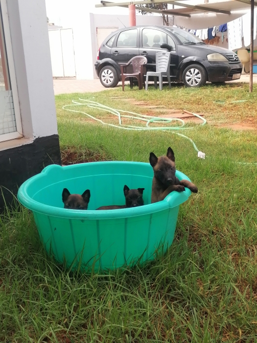 Berger Belge Malinois