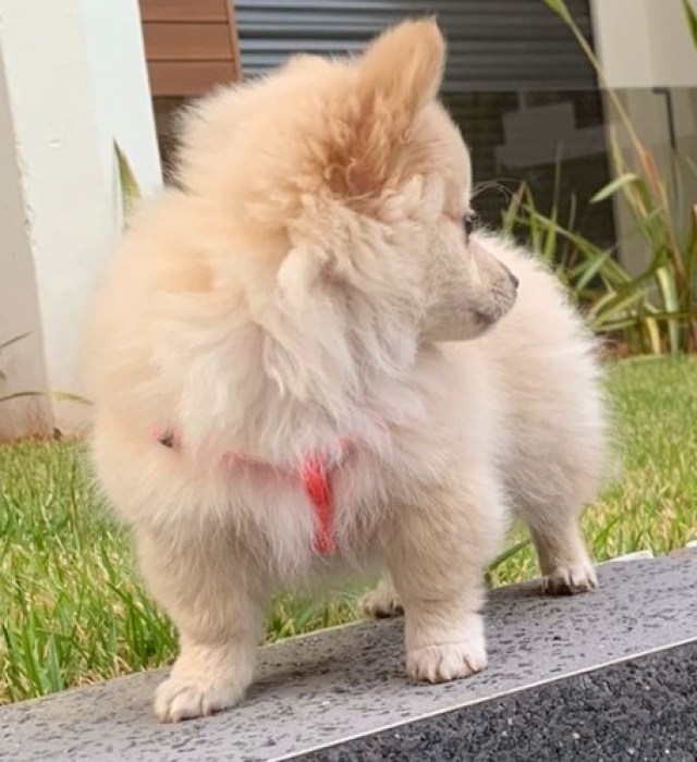 Vente Spitz Nain Male