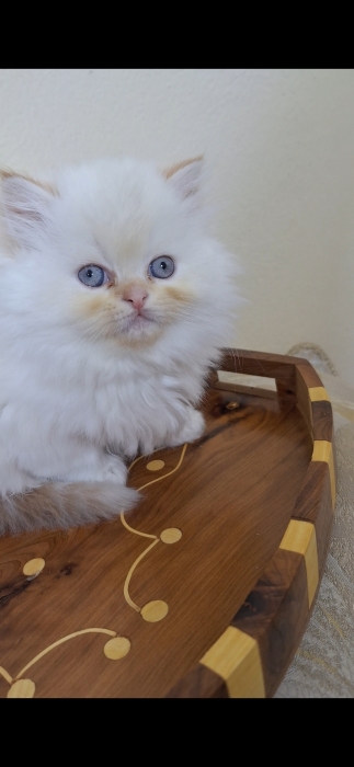 Chat persan himalaya