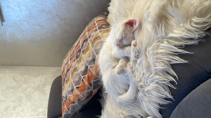 Chat angora