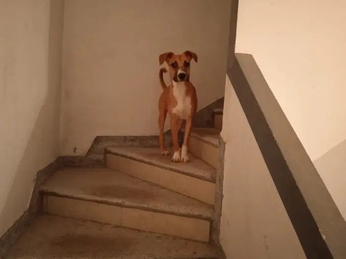 chien staff american