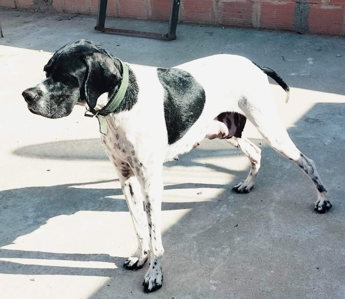 pointer male et femelle