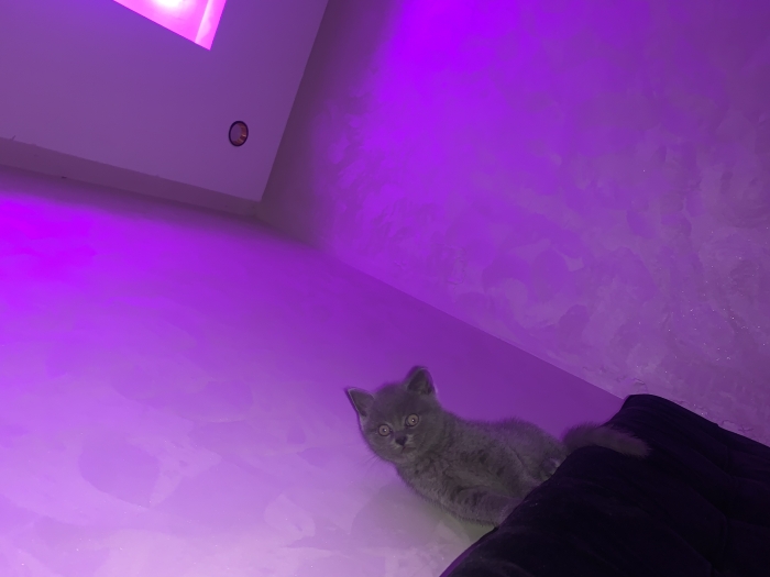 British shorthair pure race