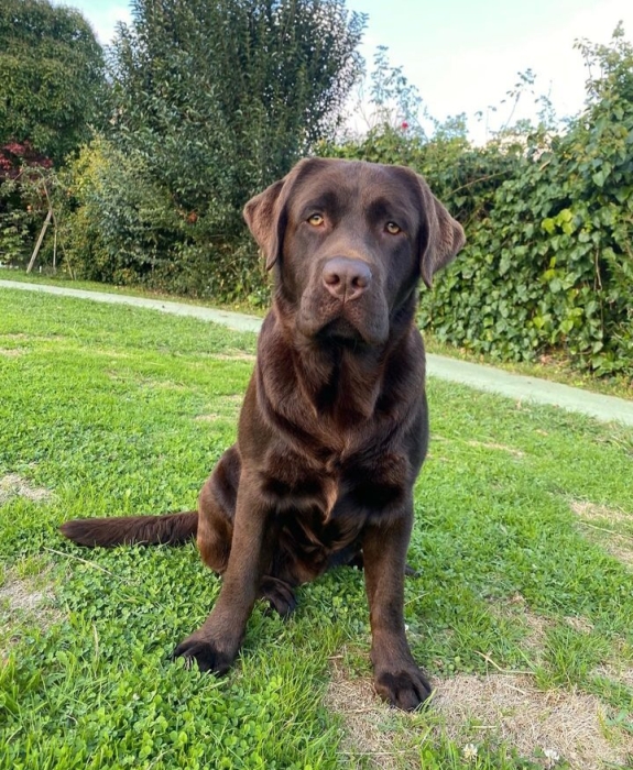 Labrador chocolat