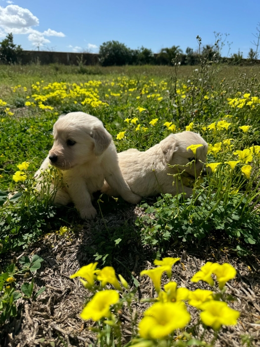 Chiots Golden Retriever mâles