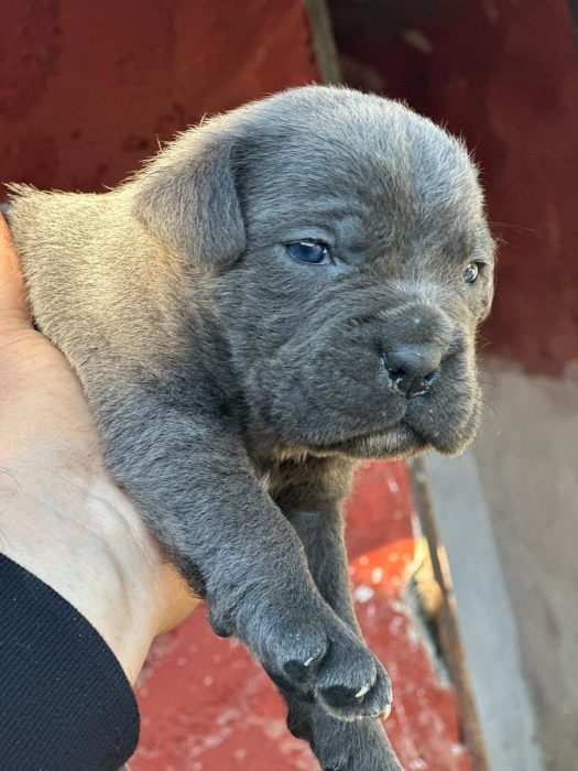 Magnifique portée de cane corso avec pedigree