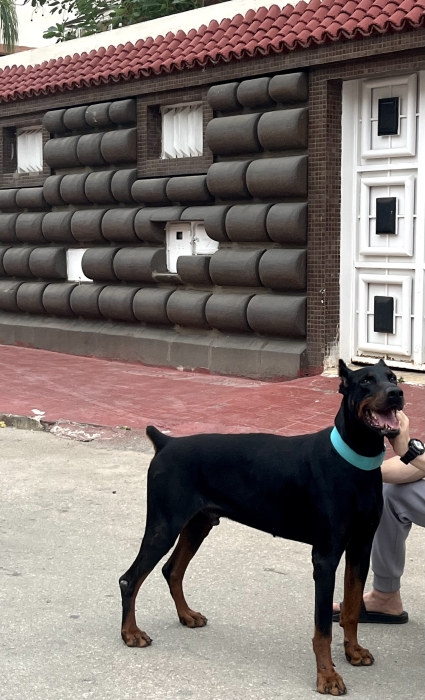 Chien doberman à vendre