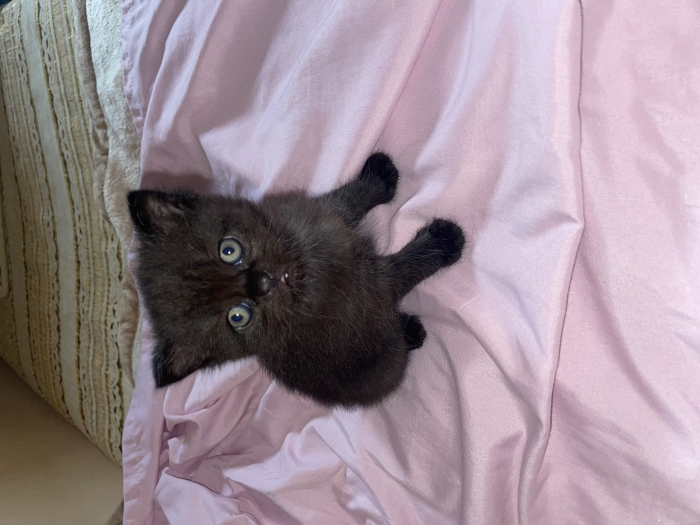 Chat male Scottish straight aux yeux cuivrés