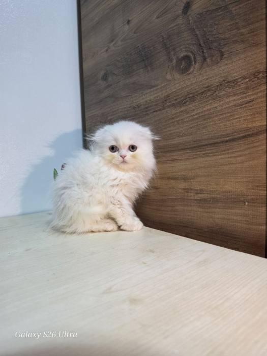 Highland fold & Scottish fold