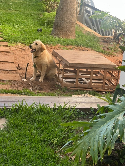 Golden Retriever 5 mois (vaccine)