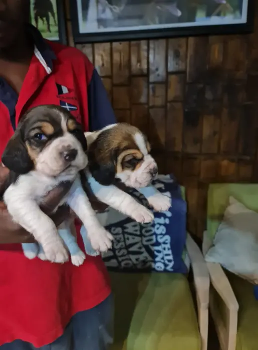 Disponibles magnifiques chiots beagle