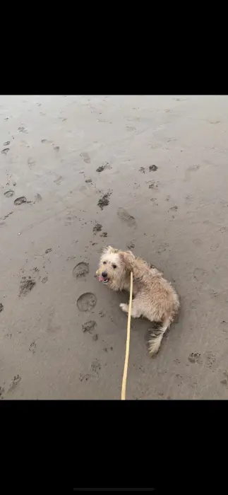 Chienne yorkshire et russel