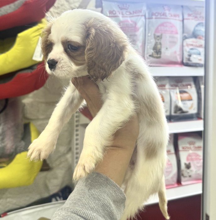 Cavalier King charles