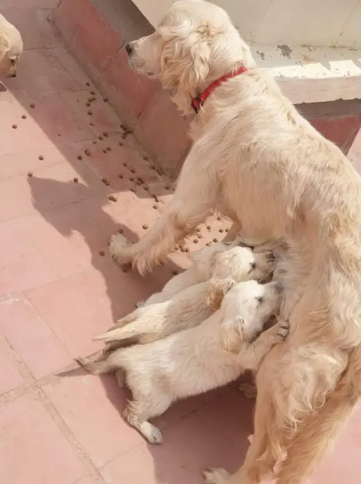 chiots golden retriever