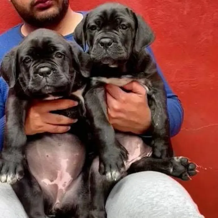 Cane corso pedigree