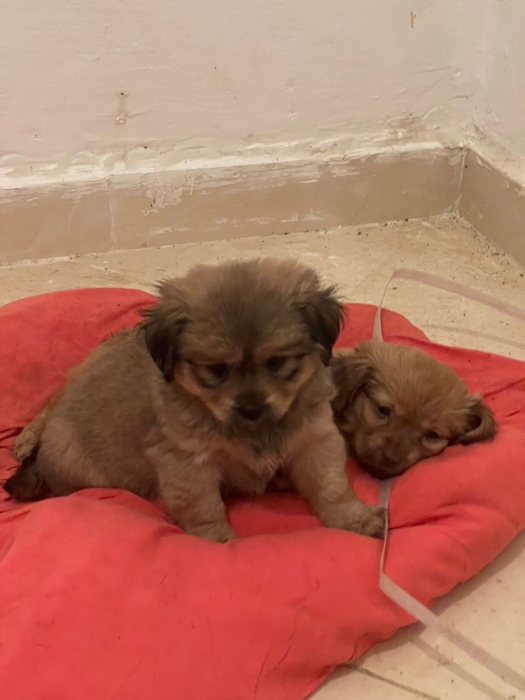 Femelle  tibétain epagneul