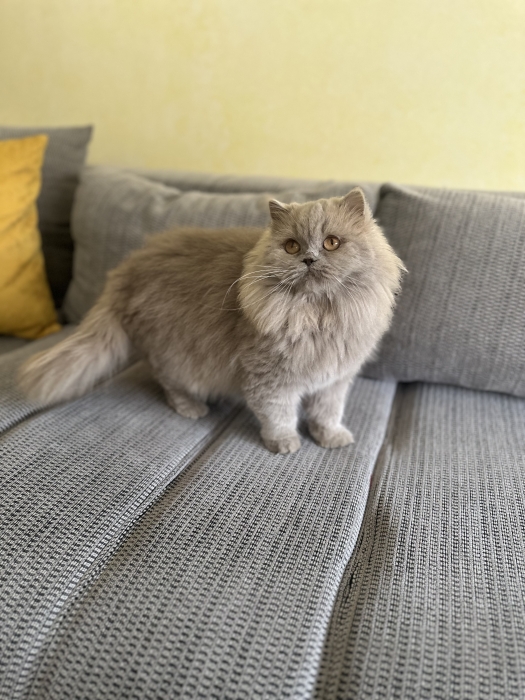 Magnifique femelle british