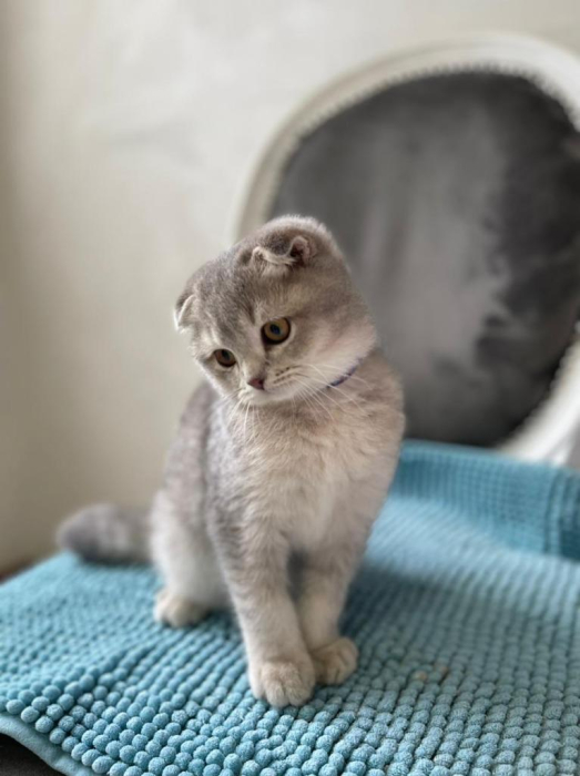 Sweet scottish fold pure race