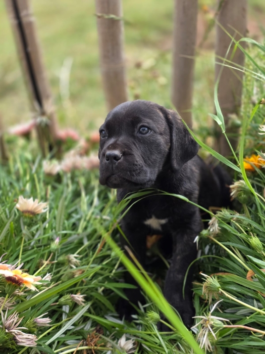 Chiots Cane Corso noir bringé