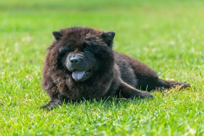 Chow chow noir