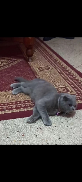 chat scottish 10mois