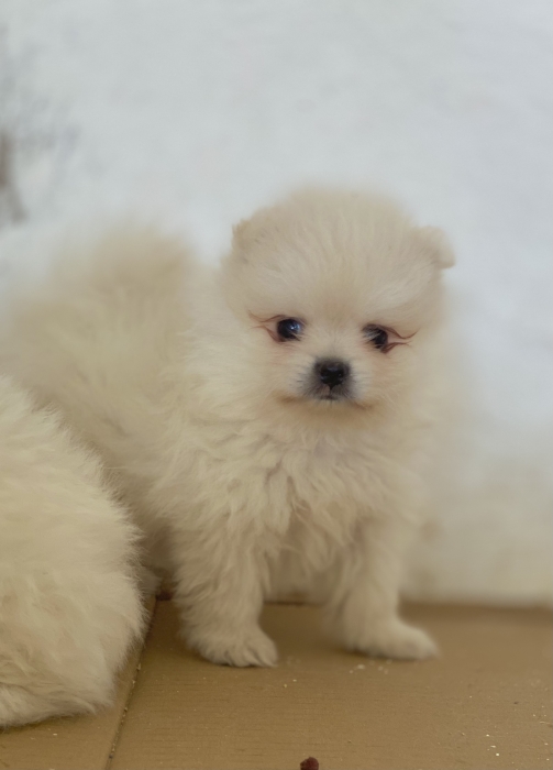 Chien SPitz Pomeranian