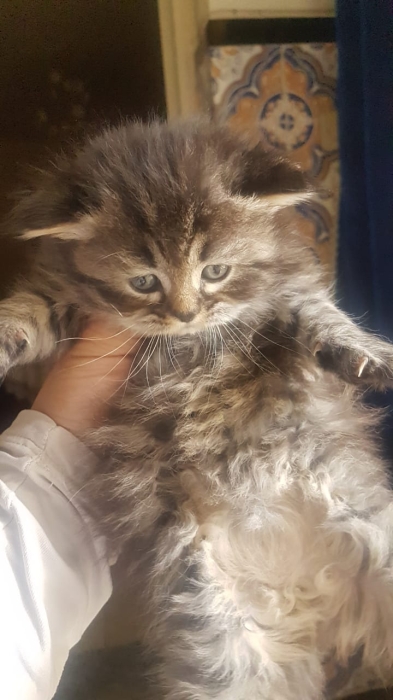 Bébés de chat Persan