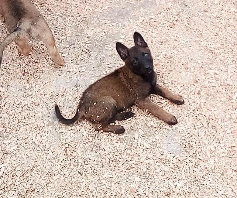 malinois charboné