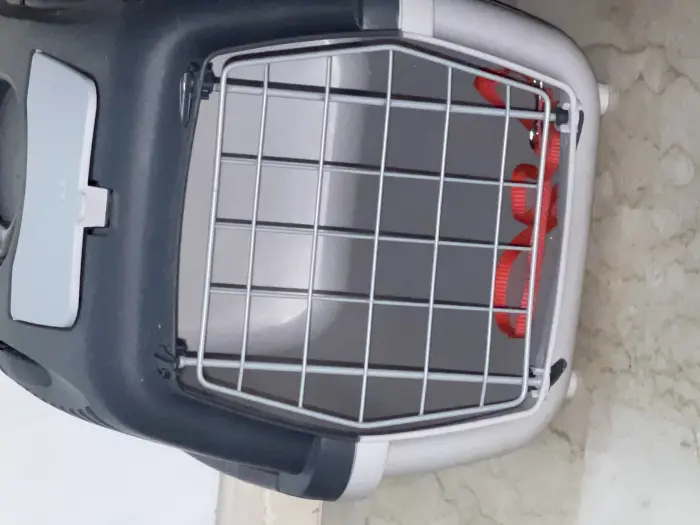 Vente chatte siamoi race pure