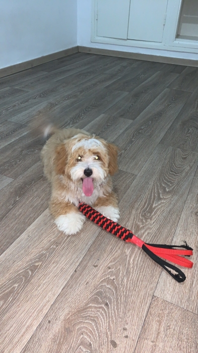 Bichon havanais mâle