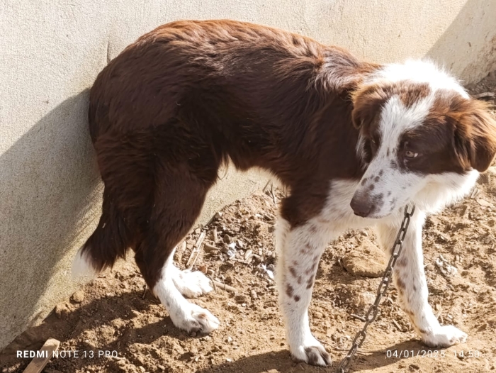 Berger Australien - Pure Race (Importé des États-Unis).