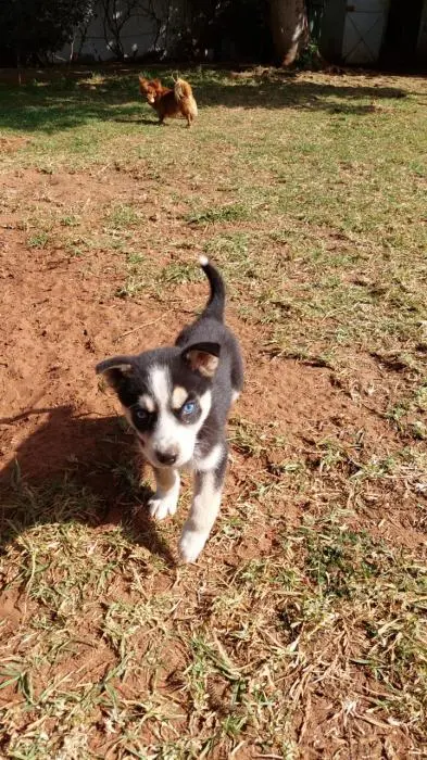 Chiots husky
