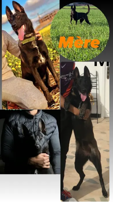 Des chiots malinois pure race 66 jours