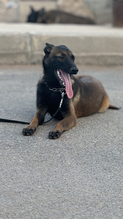 Malinois charbonnier