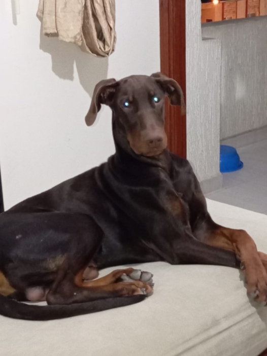 Doberman