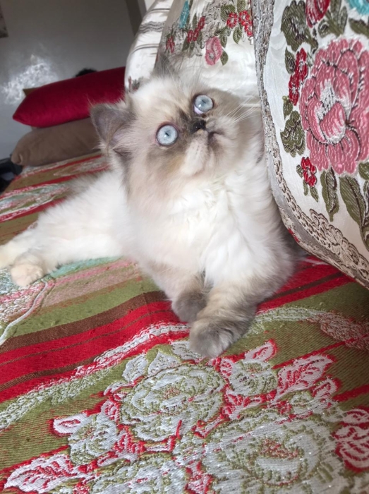 Magnifique couple de chat persan