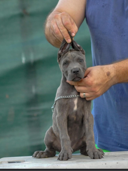 Chiot Cane Corso de race pure
