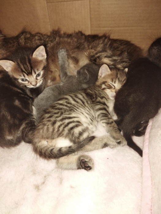Chatons croisés norvégiens et bengals