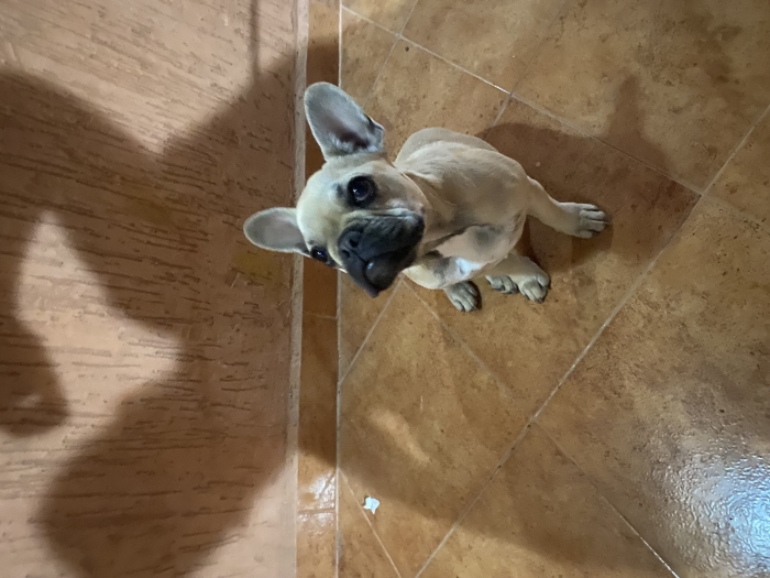 Bulldog français femelle