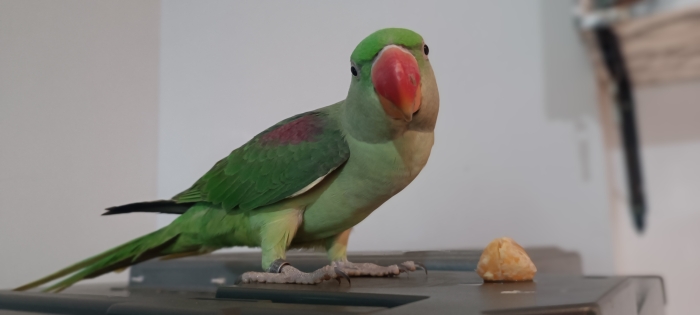 Grand Alexandre bien dressé