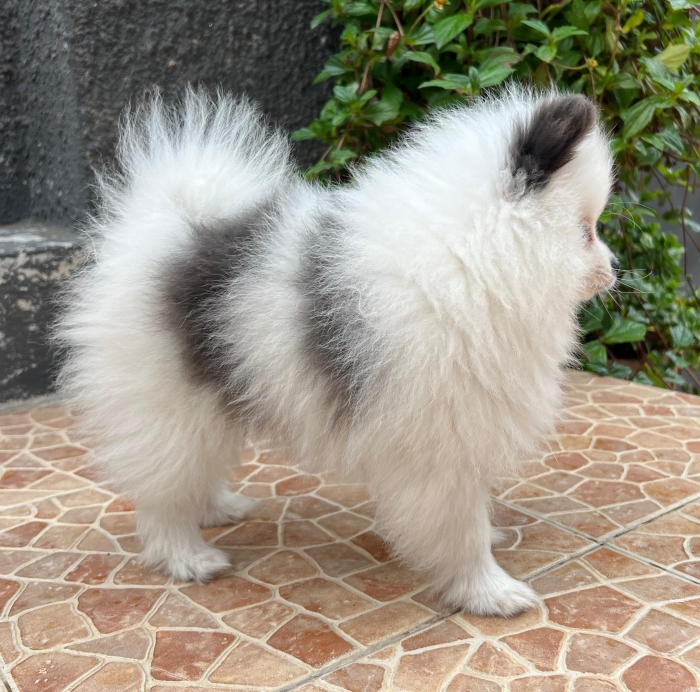 spitz pomeranian