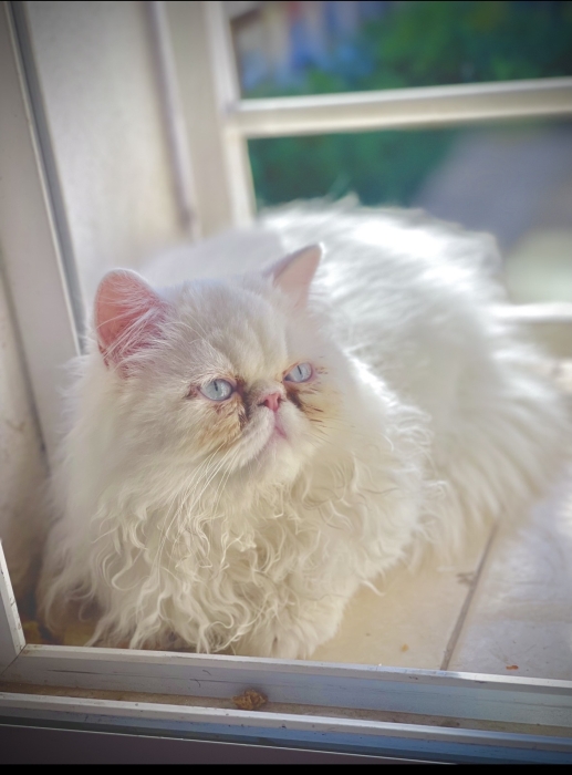 Adorable persan blanc