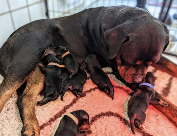 Chiot Rottweiler pedigrees