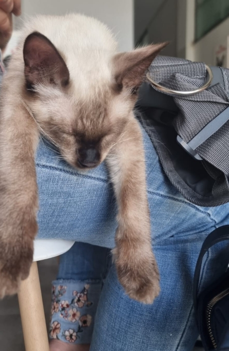 Chaton Siamois à adopter