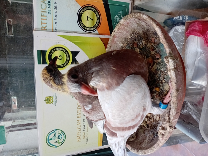 فراخ الحمام الزاجل